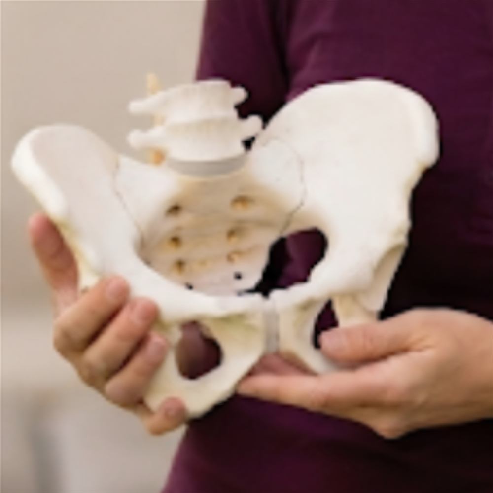 Anatomisches Beckenmodell in den Händen der Behandlerin